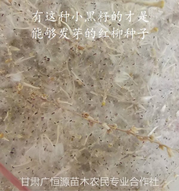 红柳种子