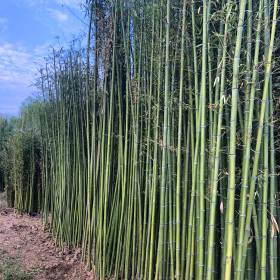 四季竹子苗 風水竹綠化植物室內(nèi)盆栽耐寒黃金紫 羅漢竹苗