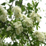 基地批發(fā)木香花苗爬藤植物 濃香紅木香花苗 薔薇攀援花卉