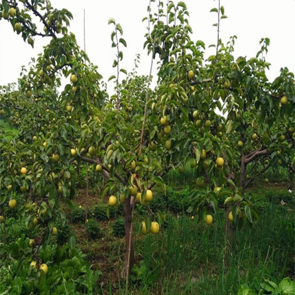 玉露香梨樹(shù)苗