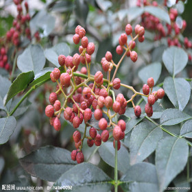 大量供應(yīng)優(yōu)質(zhì)花椒苗，花椒樹苗，大紅袍香椿苗