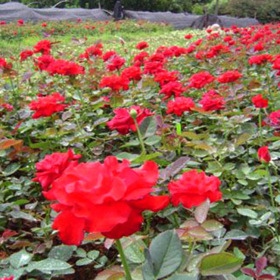 批發(fā)曼海姆月季  豐花月季苗 曼海姆月季花小苗 黃帽子月季花