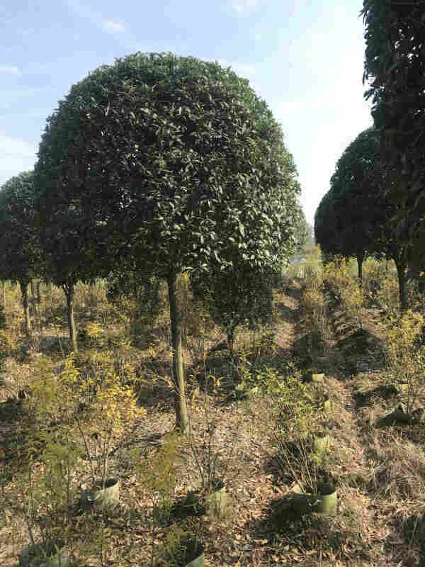 柳叶金桂批发基地