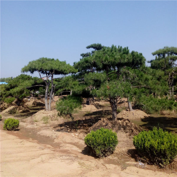 造型景松泰山景松