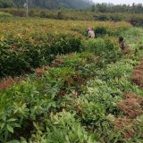 木荷小苗行情 木荷小苗基地批發(fā)