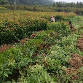 木荷小苗行情 木荷小苗基地批发