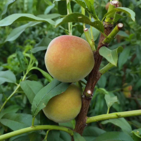 秋丽桃树苗批发基地 嫁接秋丽桃苗种植技术 9月成熟桃苗