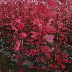 批發(fā)玉蘭小苗 櫻花小苗 美國紅楓紅冠小苗 哪里有小苗