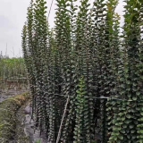 成都紫薇條子基地批發(fā)，紫薇造型編織條子市場行情