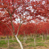 苗圃直銷 北美紅楓 工程綠化行道樹(shù) 北美紅楓小苗品種齊全