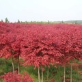 日本红枫苗 绿化苗木 日本红枫树苗 行道风景观叶植物