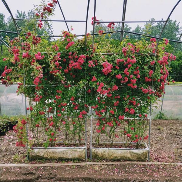 红色木香花红木香