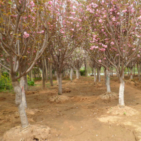 批发樱花苗 樱花树苗行道风景树 庭院绿化苗樱花树