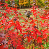 紅楓樹(shù)苗 苗圃直銷紅楓苗 庭院綠化樹(shù)  紅楓樹(shù)苗價(jià)格