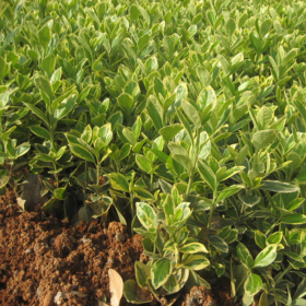 苗圃直销金边黄杨  各种绿化工程植物 金边黄杨冬青 四季常青