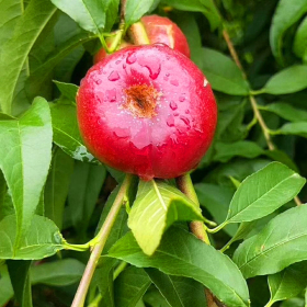 中油18号桃树苗批发基地 嫁接中油18号桃苗种植技术6月成熟