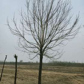 白蜡 基地2-40公分白蜡