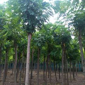 8公分嫁接香花槐 基地嫁接香花槐多少錢一棵