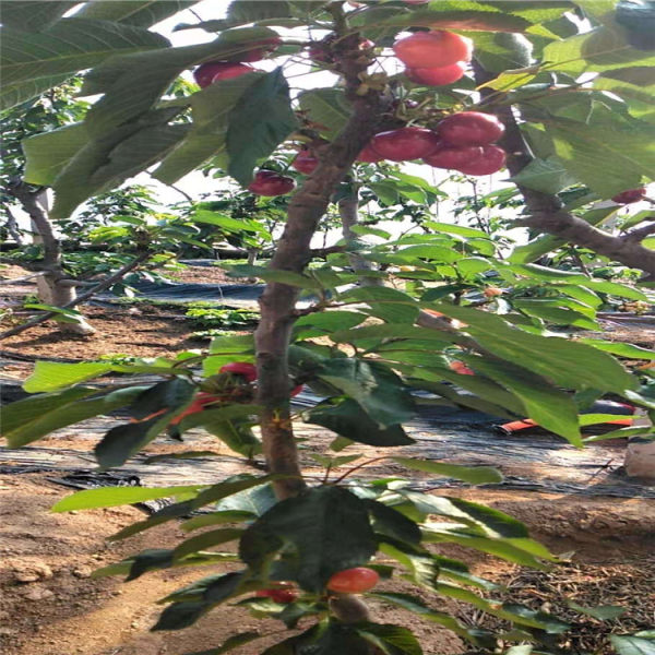 雷尼櫻桃樹苗