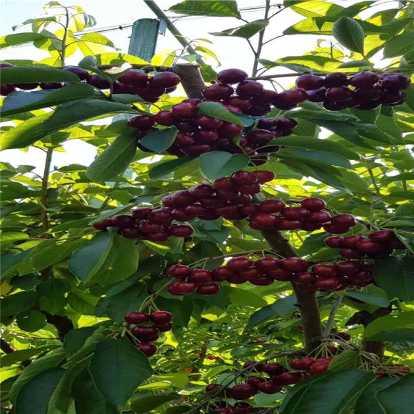 岱紅櫻桃樹(shù)苗