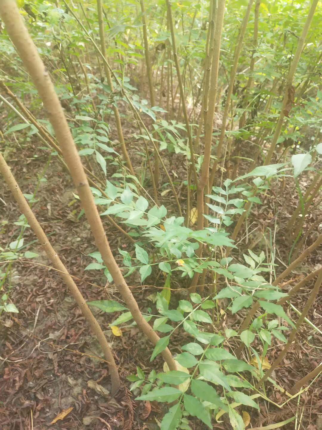 黄连木苗木基地(黄连木苗木基地河南)