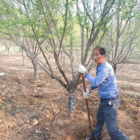 3公分碧桃价格 免费咨询基地多少钱一棵