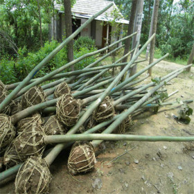 青桐树苗  青桐小苗 青桐苗圃 青桐基地 青桐价格