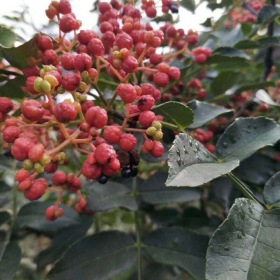 花椒树苗哪里卖，泰山大红袍花椒树苗