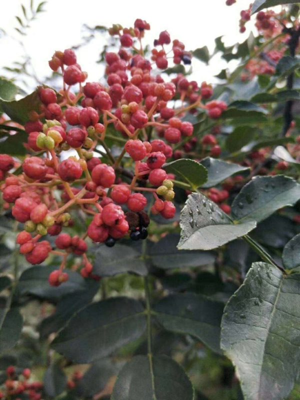 花椒樹(shù)苗