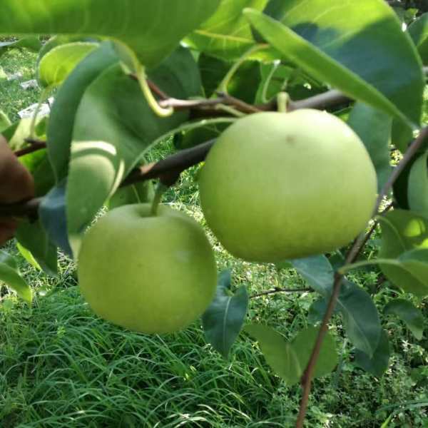 全紅梨樹苗