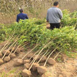 盆栽花石榴樹苗批發(fā)基地、泰安花石榴樹苗廠家