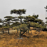 山東景松價(jià)格，山東景松基地多少錢(qián)一棵