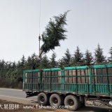 河南雪松价格表-大易园林