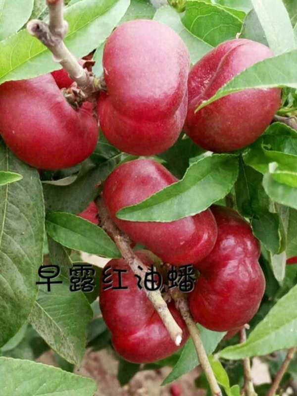 金秋紅蜜桃樹(shù)苗