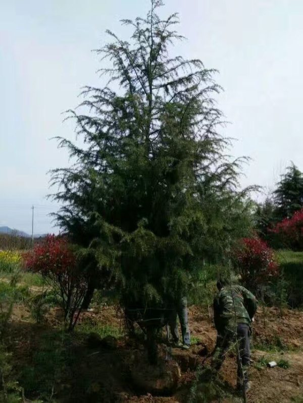 6米雪松价格