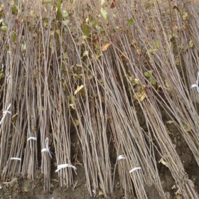 鲁丽苹果树苗批发基地 1公分粗鲁丽苹果苗种植技术7月成熟