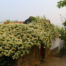 木香花  红木香花价格多少