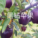 蜜脆蘋果樹苗批發(fā)基地 1公分粗蜜脆蘋果苗種植技術(shù)8月成熟