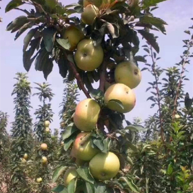 柱状苹果树苗批发基地 1公分粗柱状苹果苗种植技术7月成熟