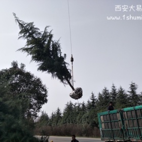 人工土球挖樹(shù)技巧視頻-大易園林雪松基地