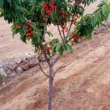 黑珍珠櫻桃樹苗批發(fā)基地 嫁接黑珍珠櫻桃苗種植技術(shù)4月成熟