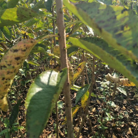 黃蜜櫻桃樹苗批發(fā)基地 嫁接黃蜜櫻桃苗種植技術(shù)農(nóng)戶直銷