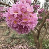 8公分紫花风铃木价格 福建紫花风铃木基地