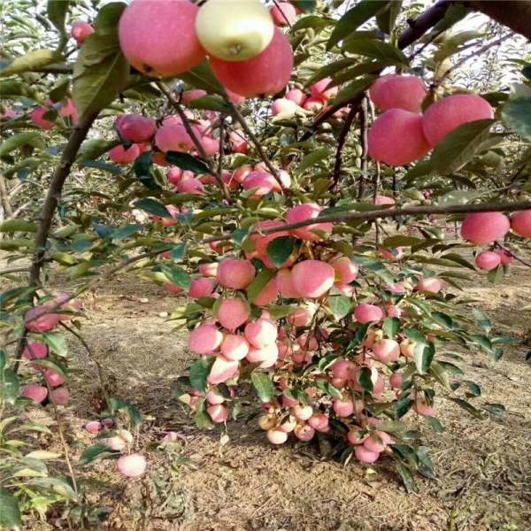 苹果苗