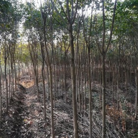 3公分大叶女贞现货量大，自家苗圃批发供应