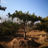 油松 花油松卉 油松小苗 油松直銷(xiāo)中