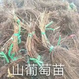 吉林貝達苗黑龍江貝達葡萄苗基地苗情介紹