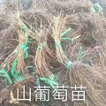 吉林貝達苗黑龍江貝達葡萄苗基地苗情介紹