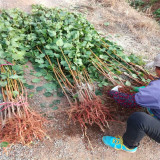 凯特杏树苗种植基地 嫁接凯特杏树小苗种植技术6月成熟