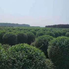 江苏卫矛球出售价格 卫矛球种植基地